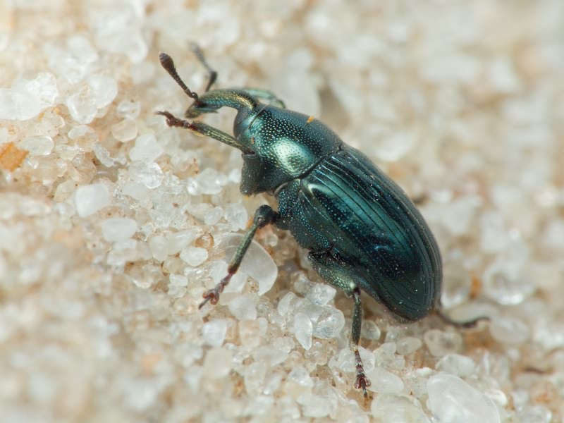 Aulacobaris chlorizans (Germar, 1824)